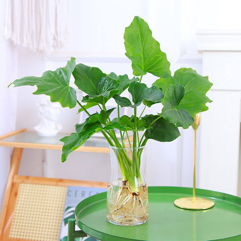 水培植物春羽室内桌面净化空气好养花卉北欧风大叶观赏绿植物盆栽