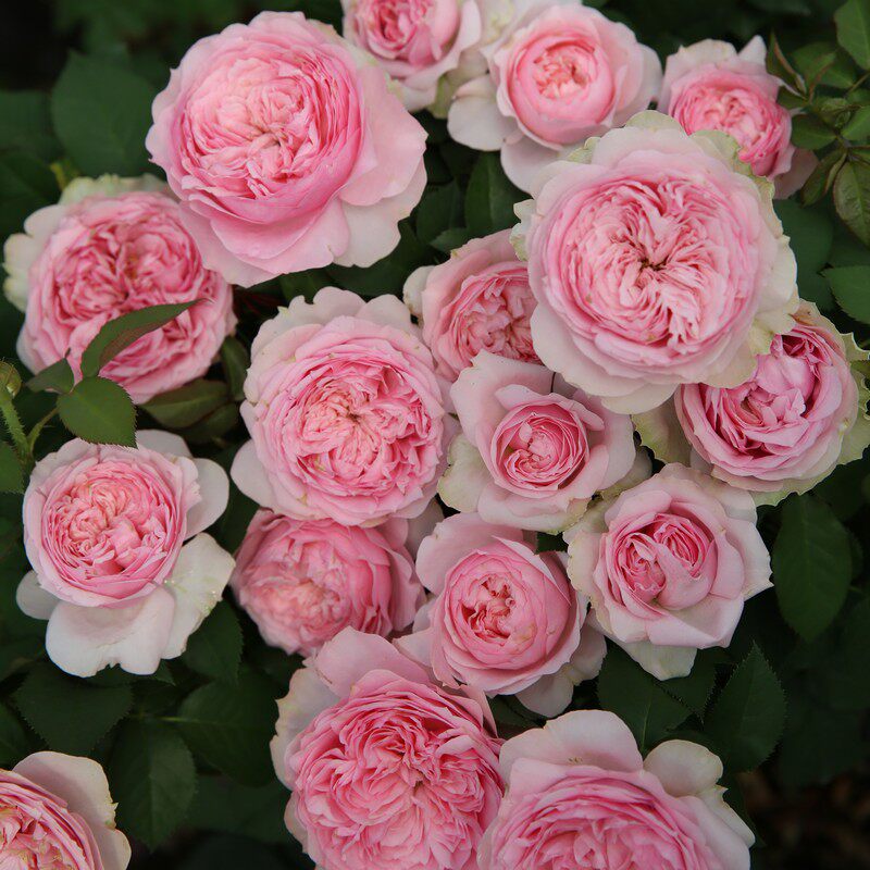 日本月季美声唱法重瓣大花粉色抗病耐热玫瑰阳台盆栽玫瑰绿植花苗