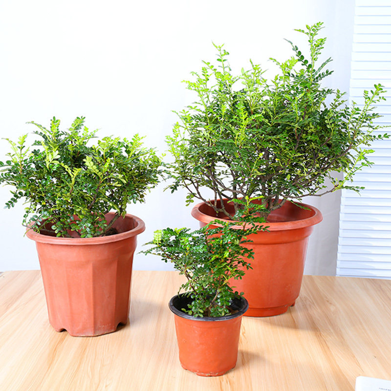 清香木散发香味卧室桌面净化空气小盆栽观叶驱蚊植物盆景吸收甲醛