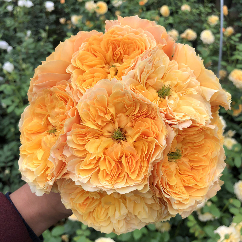 利亚图图花苗庭院阳台盆栽 勤花园庭院玫瑰灌木月季玫瑰月季花