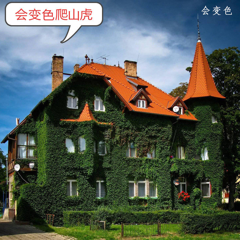 Ivy Climbing Botany Fujimoto Villa courtyard balcony Potted plant flowers and plants Four seasons Evergreen Clover Climbing Tigerin the Flower delivery/Flowers simulation/Plants gardening , Flowers/Potted plants (New) , Plants  category - from Buy2taobao.com to provide professional Taobao agent buy service