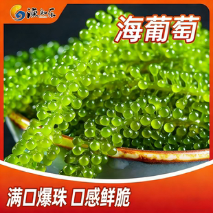 渔知乐盐渍海葡萄即食海藻菜网红凉拌菜裙带菜海鲜蔬菜海草海带