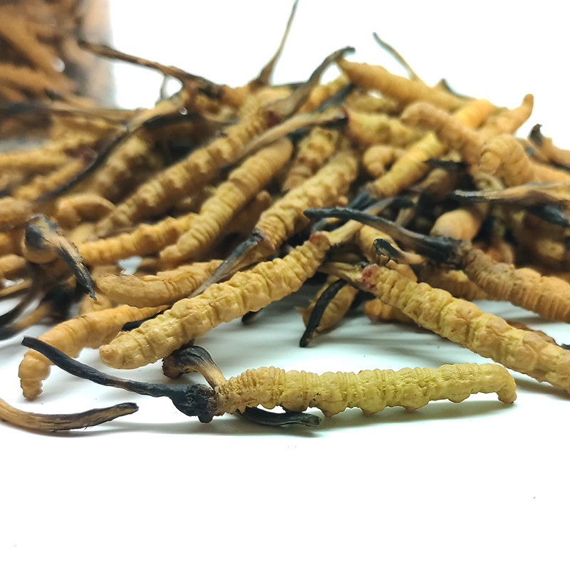 冬虫夏草模型仿真大号假虫草塑料干货模具摆件店面展示拍摄道具