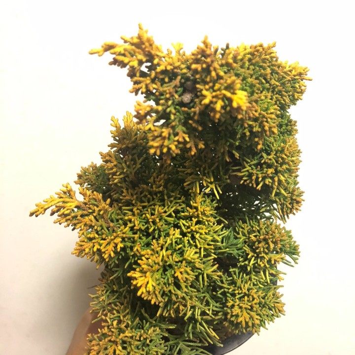 日本系鱼川黄金真柏/黄金系鱼川真柏(品种保真)