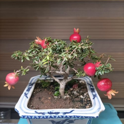 保真对版米叶石榴四季开花结果盆景好养