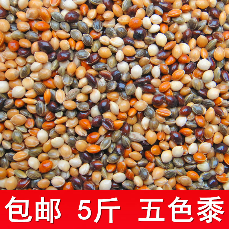 五色黍子5斤鸟粮鸟食谷鹦鹉饲料虎皮牡丹玄凤七彩文鸟芙蓉金丝雀