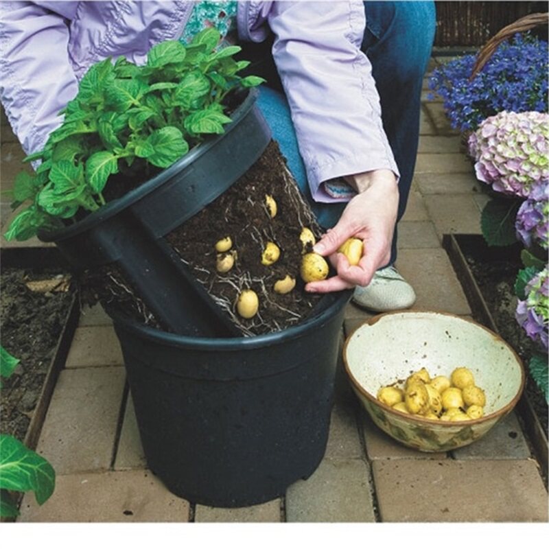 室内阳台蔬菜种菜盆土豆种植盆种植桶幼儿园儿童自然科学盆栽神器