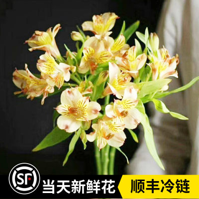 六出花水仙百合鲜花云南直发顺丰