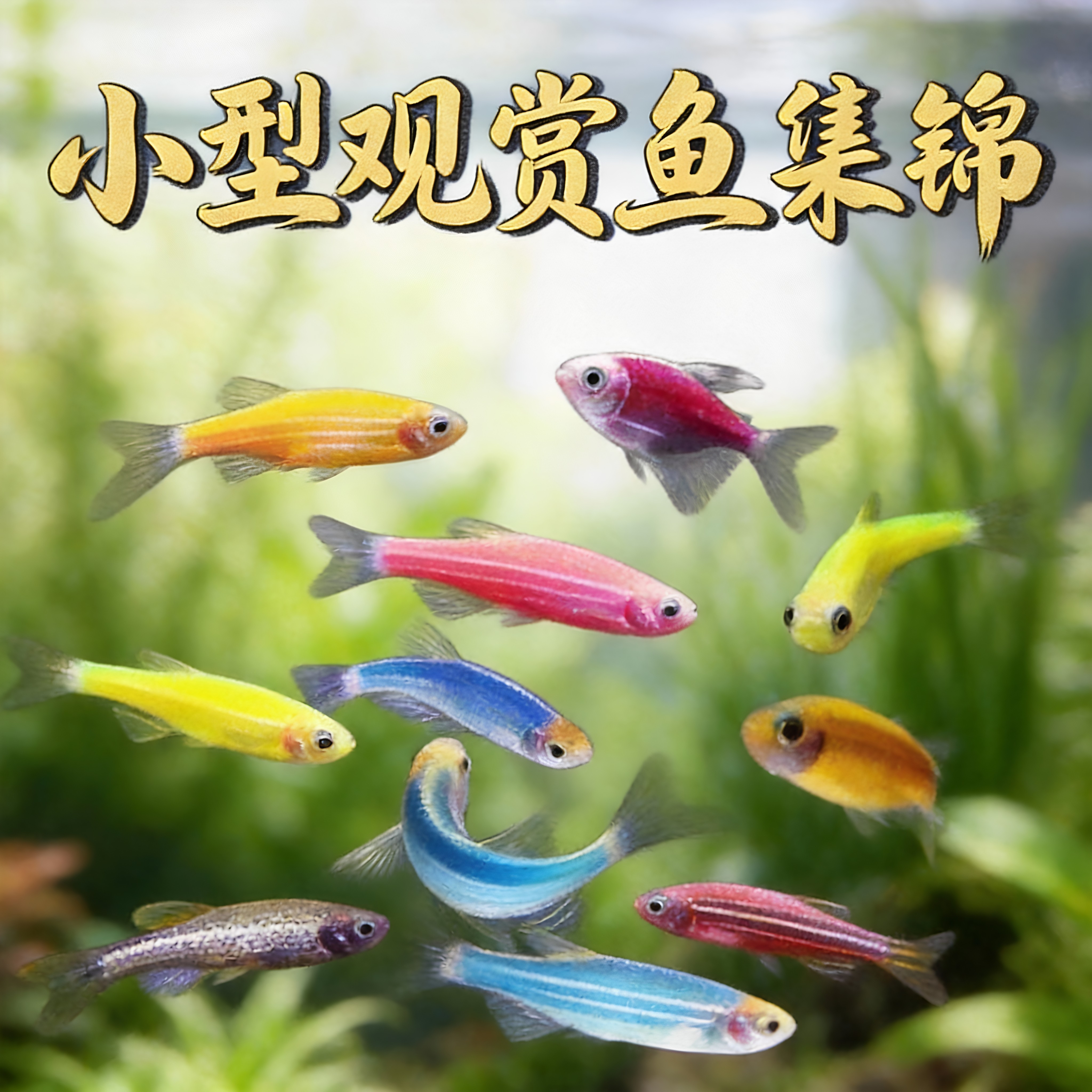 七彩糖果大斑马鱼活鱼淡水冷水好养耐活灯科鱼小型热带鱼苗观赏鱼