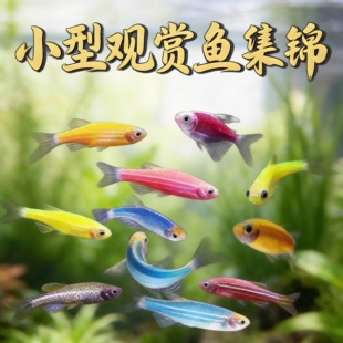 七彩糖果大斑马鱼活鱼淡水冷水好养耐活灯科鱼小型热带鱼苗观赏鱼