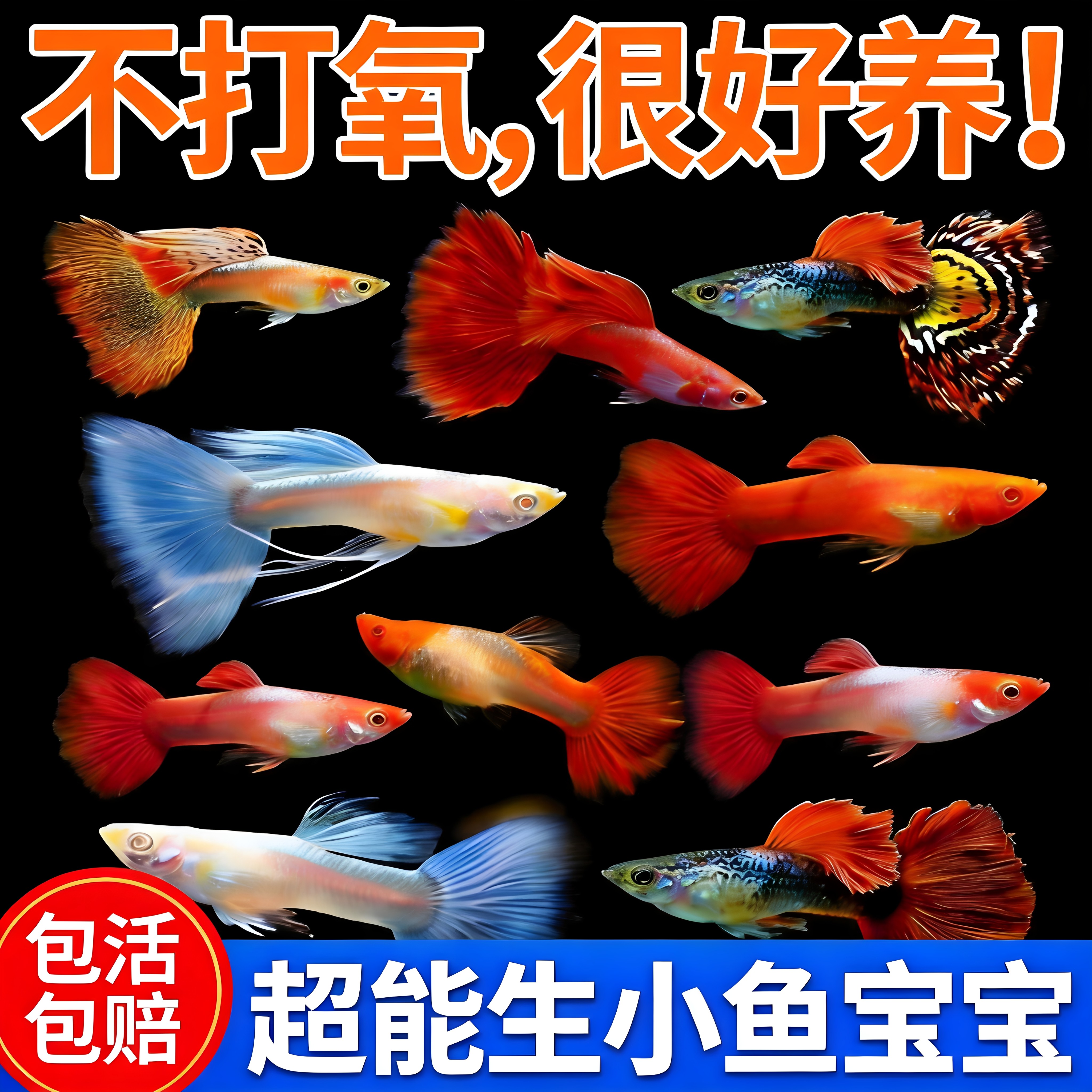 孔雀鱼观赏鱼活体金鱼热带小型淡水马凤尾鱼好养耐活易繁殖斑鱼苗