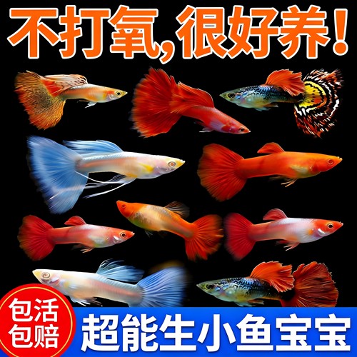孔雀鱼活体好养耐活易繁殖