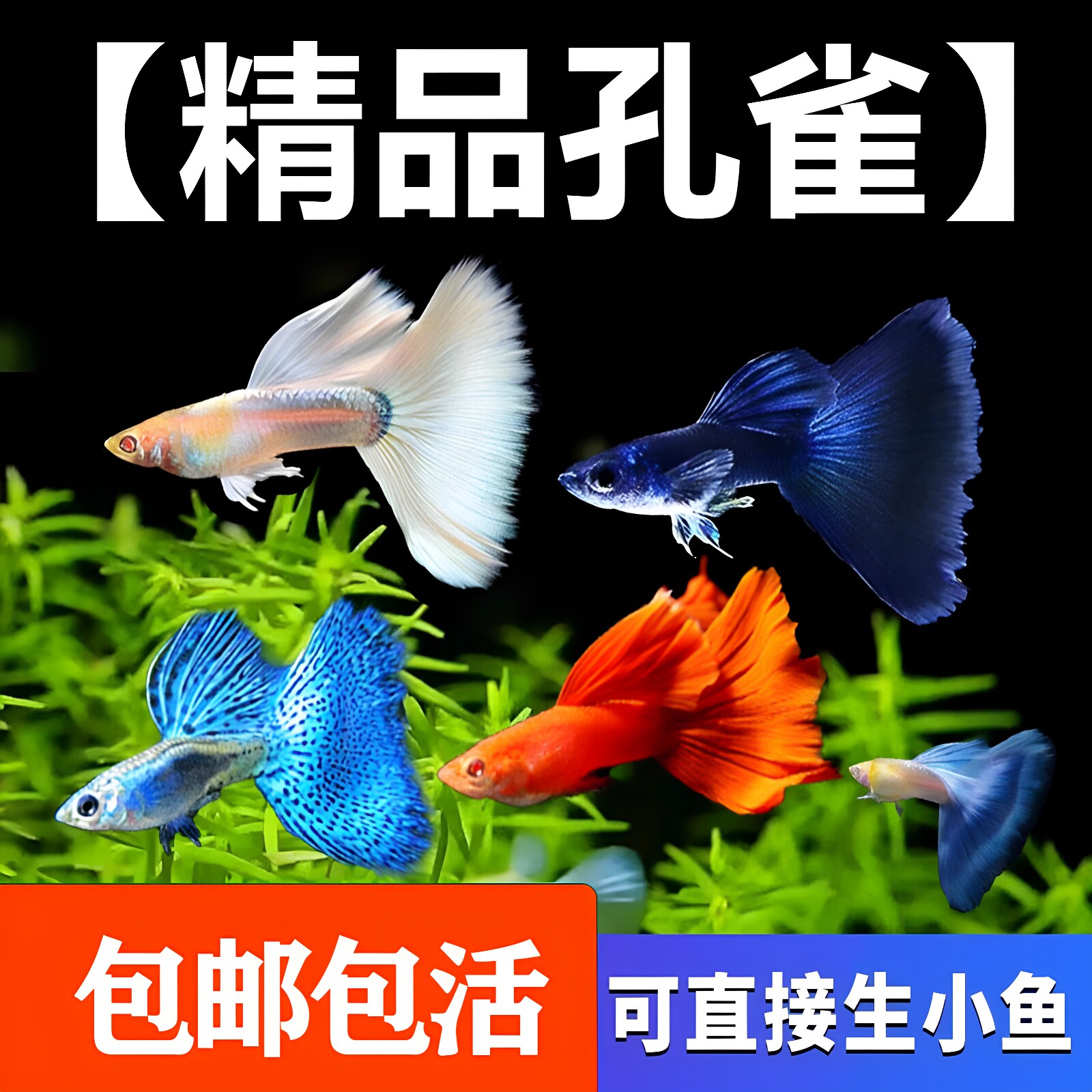 孔雀鱼鱼苗观赏鱼活体金鱼热带小型淡水冷水好养耐活斑马凤尾小鱼