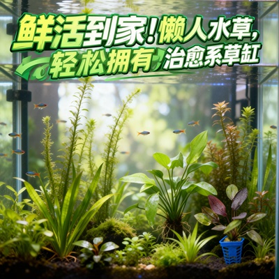 荷兰景阴性水草套装鱼缸造景