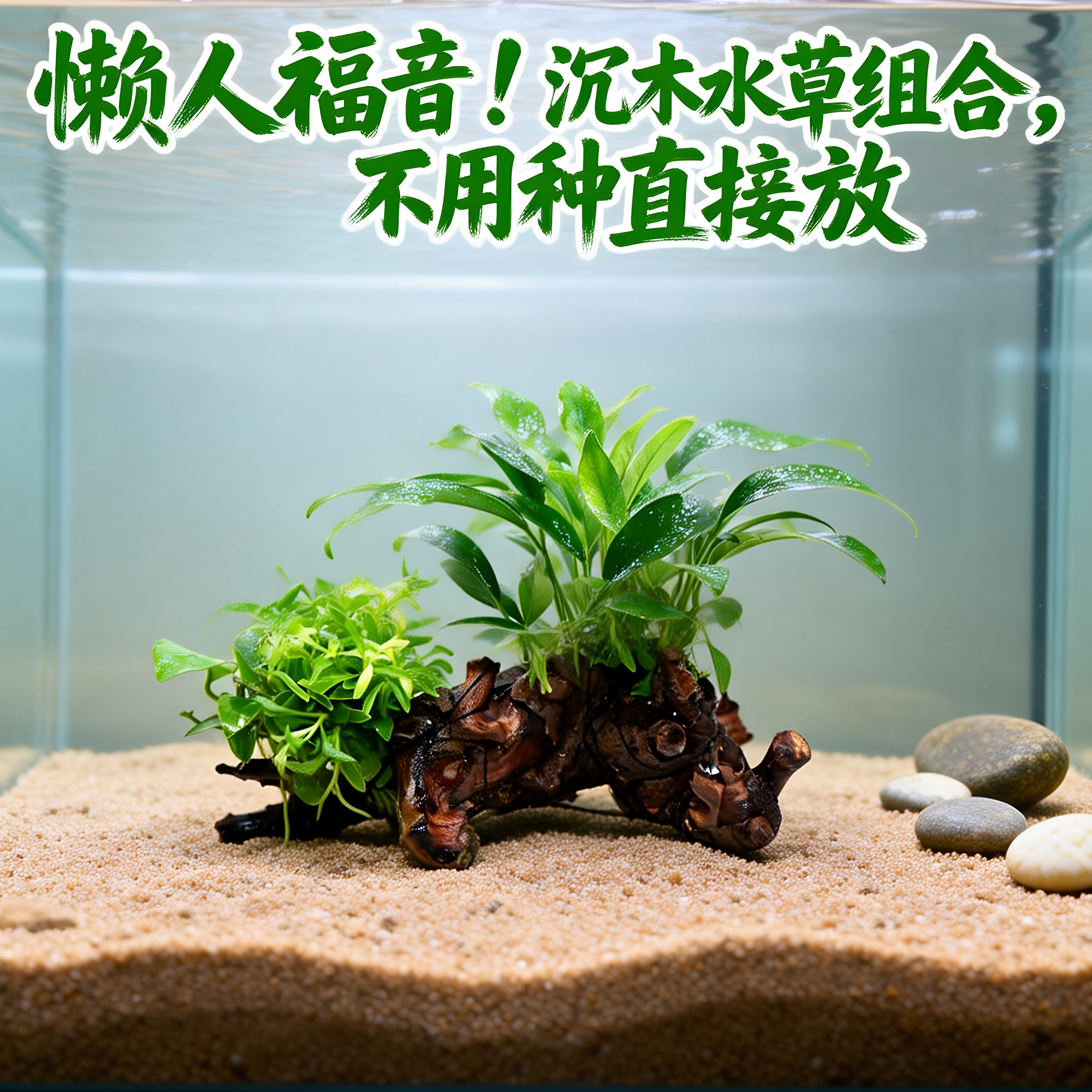 鱼缸阴性大叶迷你水榕活体造景