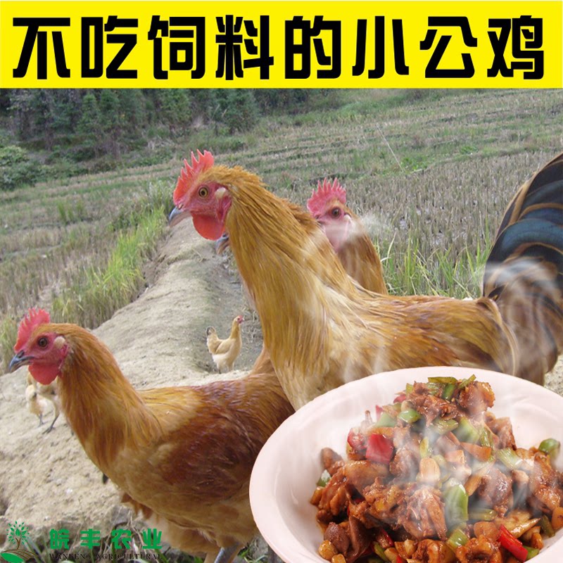 小公鸡安徽九华山生态鸡农村散养土公鸡未打鸣童子鸡土鸡小仔鸡
