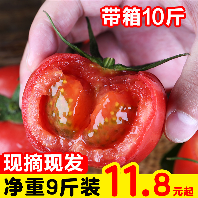 攀枝花西红柿5斤新鲜蔬菜番茄农家孕妇水果普罗旺斯纯天然自然熟