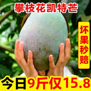 四川攀枝花凯特大芒果水果新鲜整箱10斤当季包邮应季甜青皮芒果5