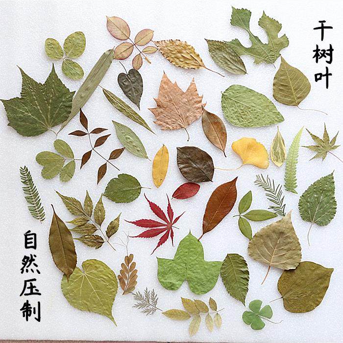 创意贴画树叶画手工diy材料压花手工书签幼儿园植物标本制作工具