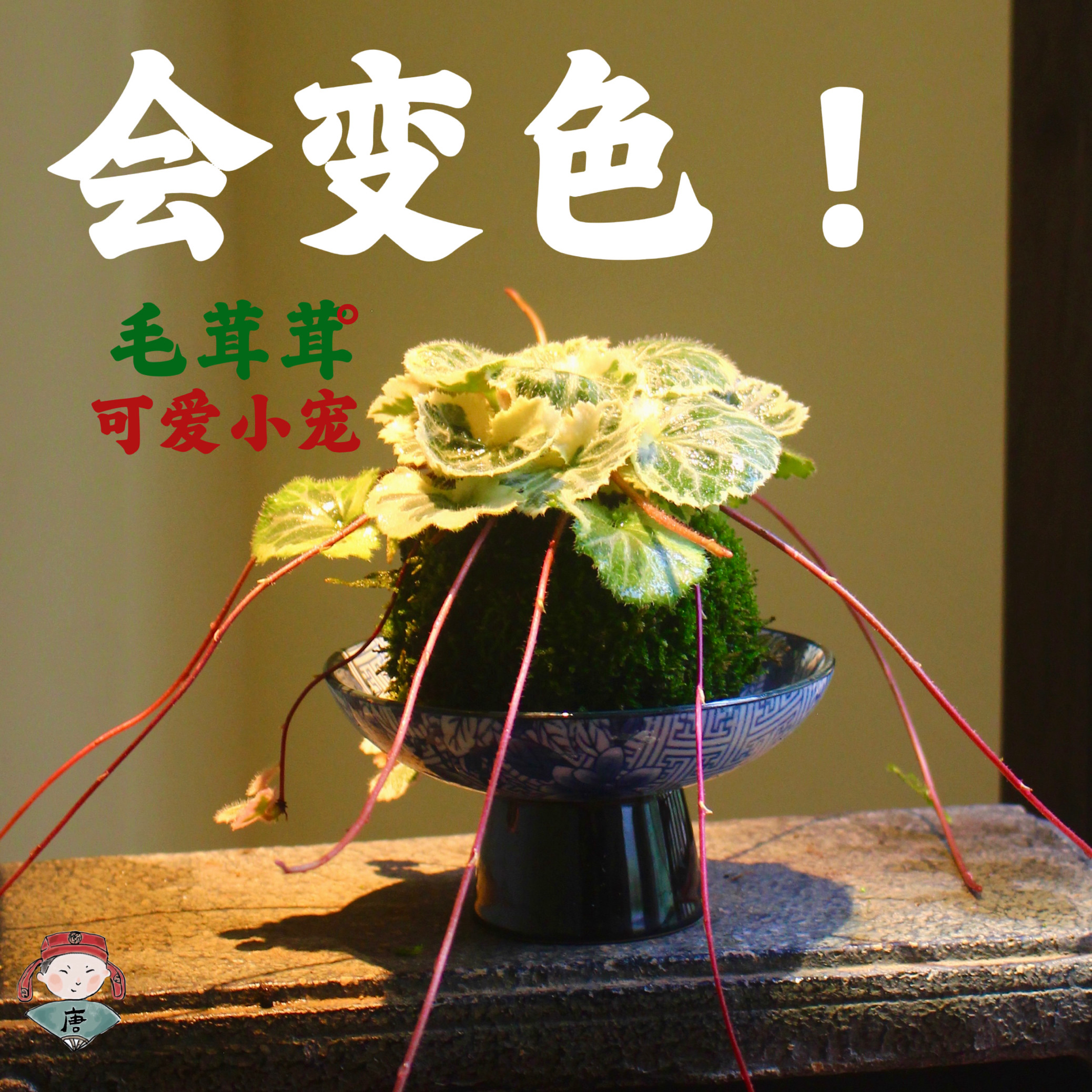 七变化苔玉球苔藓球 虎耳草御所车姬虎耳日本山野草室内桌面盆栽