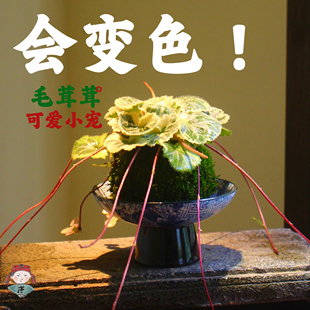 七变化苔玉球苔藓球 虎耳草御所车姬虎耳日本山野草室内桌面盆栽