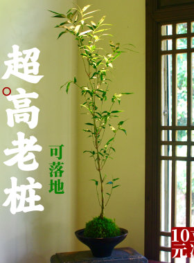 佛肚竹苔藓球大老桩 苔玉球水培 盆栽盆景客厅落地绿植好养竹子