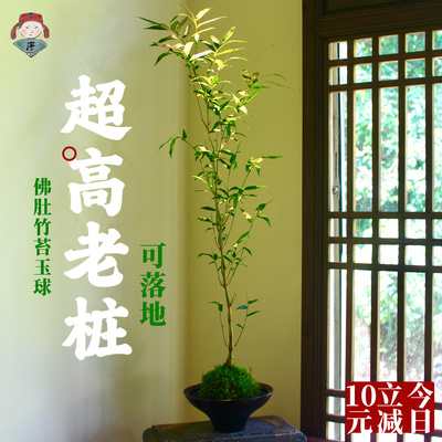 佛肚竹苔藓球大老桩 苔玉球水培 盆栽盆景客厅落地绿植好养竹子