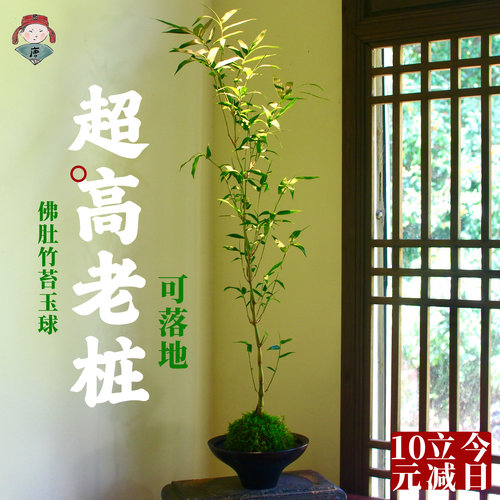佛肚竹苔藓球大老桩 苔玉球水培 盆栽盆景客厅落地绿植好养竹子
