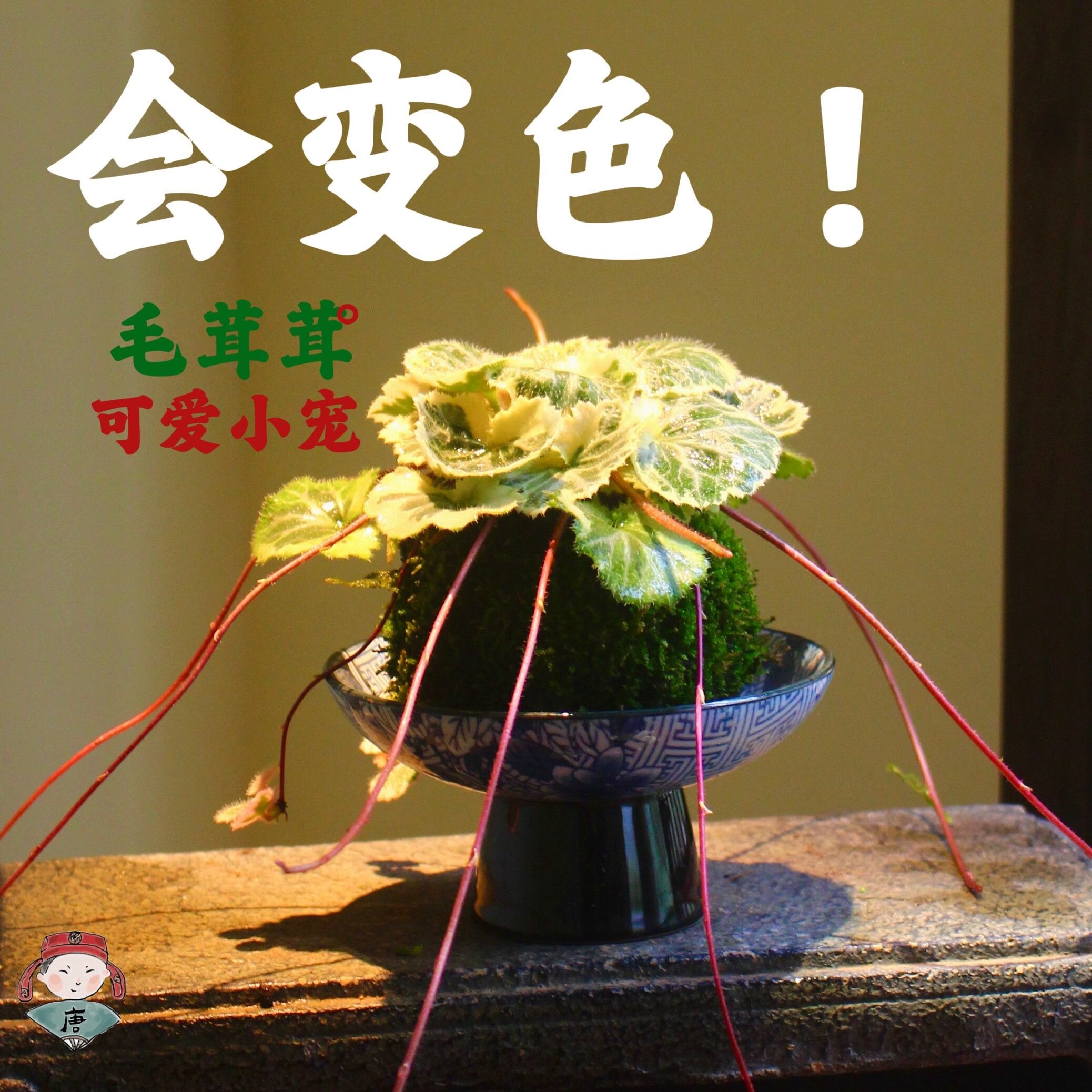 七变化苔玉球苔藓球 虎耳草御所车姬虎耳日本山野草室内桌面盆栽