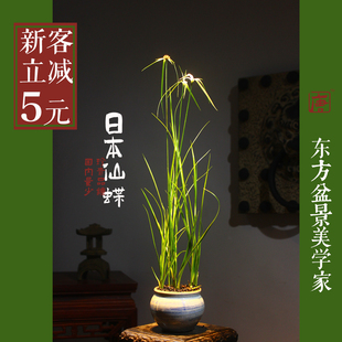 日本仙蝶 山野草珍贵品种茶几办公室客厅【唐伯虎盆栽】