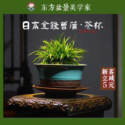 金钱菖蒲古代禅意茶杯中式绿植办公室书房客厅茶几【唐伯虎盆栽】