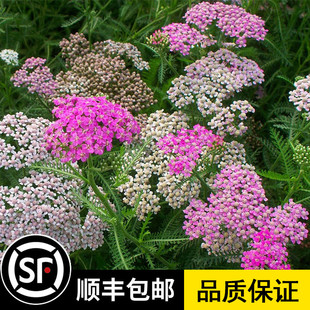 蓍草种子花种子耐寒花种籽子多年生西洋蓍草花籽庭院室外花卉种子
