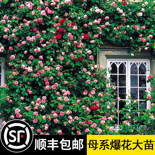 欧洲爬藤月季原盆原土栽培好发货