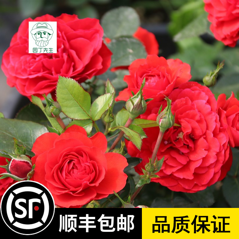 奇卡花环门廊 灌木红色多季开观花植物花卉庭院阳台盆栽月季花苗