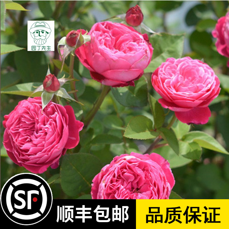 阿卡德米亚学院月季浓香切花包子 直立灌木月季花四季花卉 勤花