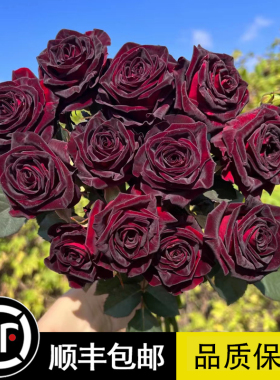 多年生月季花苗黑巴克黑红色玫瑰切花月季花大苗勤开花卉盆栽植物