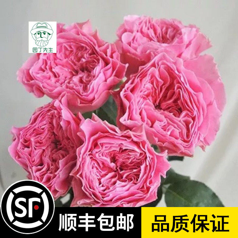 友禅系列坞日月 一华 大花浓香多花月季玫瑰绿植盆栽庭院阳台花卉