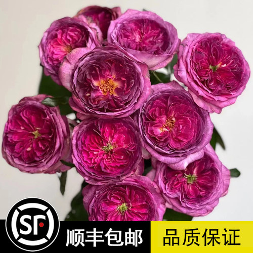 欧洲月季 品质保证 花期带花发货