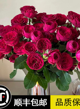 红色蕾丝月季红花多头阳台月季切花清香红色包子开花玫瑰花盆栽苗