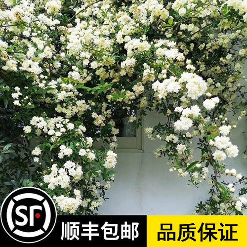 白木香花苗七里盆栽爬藤植