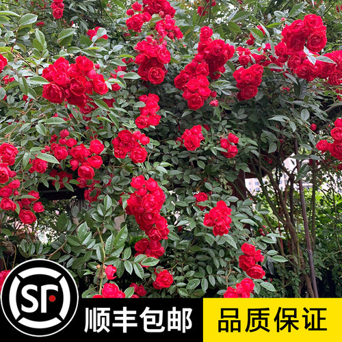 红木香花苗爬藤植物甜蜜黄白木香花树苗庭院阳台盆栽垂吊蔷薇花卉