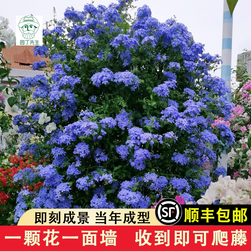 园丁先生四季开花蓝雪花爬藤植物