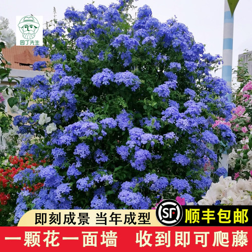 蓝雪花苗盆栽阳台观花耐热花卉植物花园庭院爬藤攀援花藤本白雪花