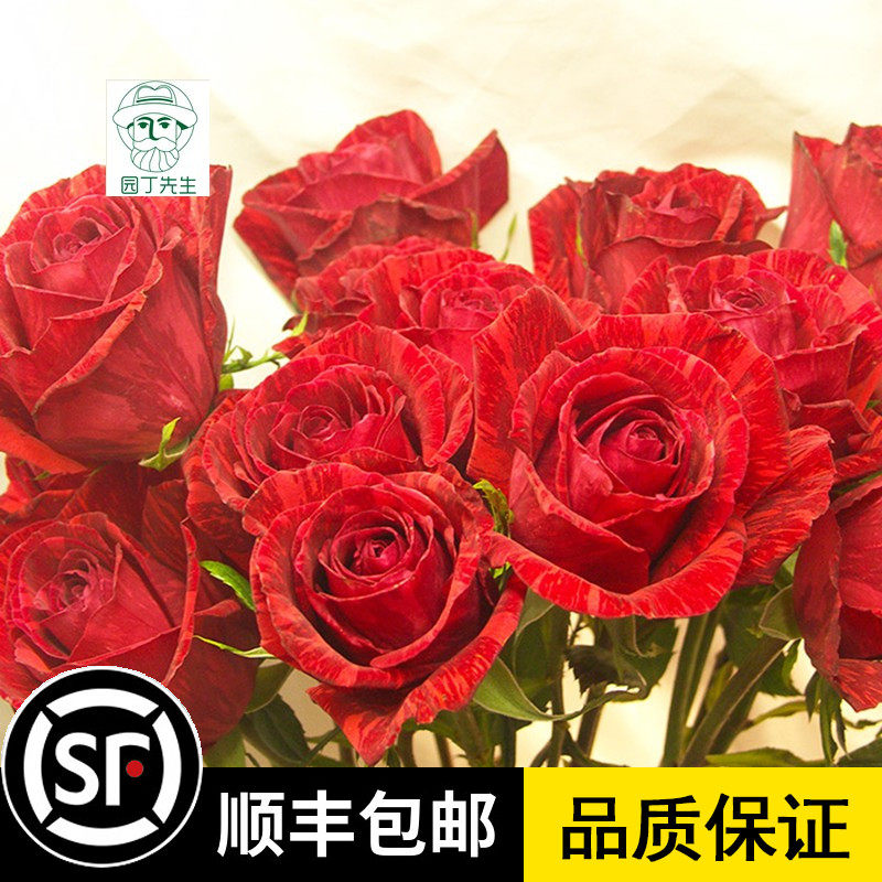红色直觉灌木切花月季玫瑰花苗抗病性好阳台盆栽庭院开花玫瑰