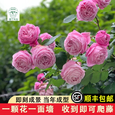 自由精神藤本月季大苗阳台庭院开花玫瑰盆栽大花浓香勤开苗奥斯汀