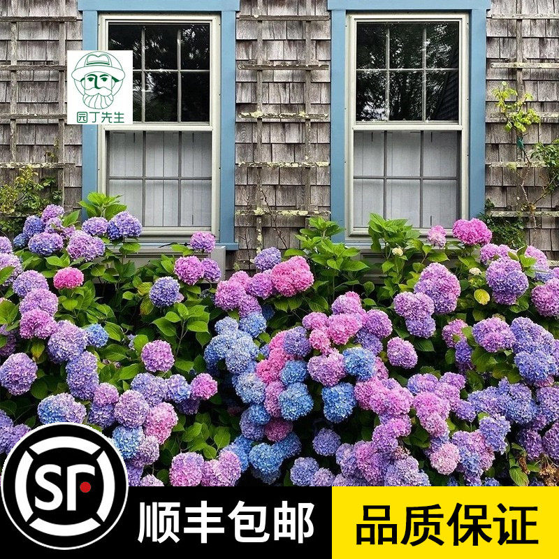 无尽夏母系多年生老桩绣球花苗别墅庭院耐寒植物花卉花园阳台盆栽