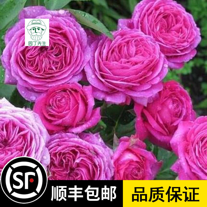 阳台盆栽 海蒂克拉姆 欧月玫瑰月季花四季开花 盆栽绿植花卉