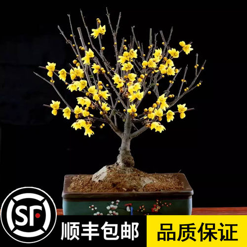 腊梅花树苗盆栽丛生地载庭