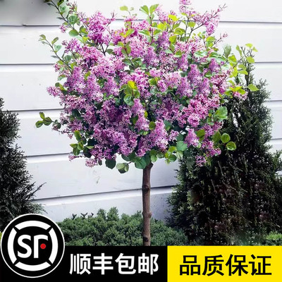 丁香花树苗盆栽别墅风景树花园棒棒糖浓香耐寒植物紫丁香花苗地栽