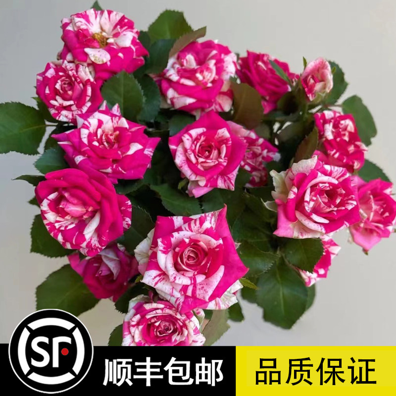 闪电舞月季花大苗阳台微月条纹多头四季花卉玫瑰花苗盆栽浓香植物